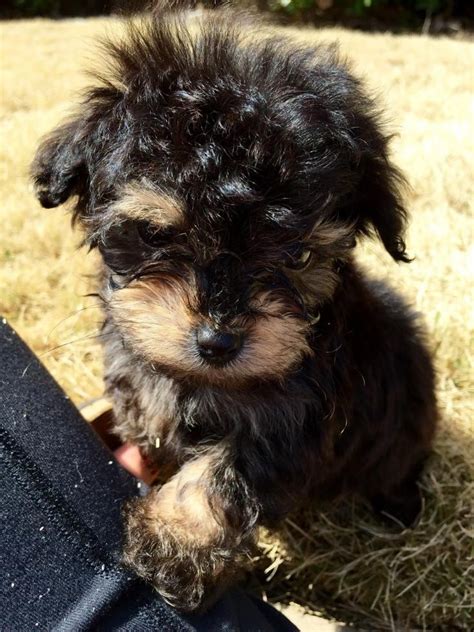 Click to browse available Maltipoo <strong>puppies</strong> near <strong>Birmingham</strong>, <strong>AL</strong>. . Puppies for sale in birmingham al